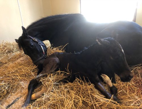 Foaling Down Your Mare – Tips for a successful journey